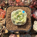 Echeveria 'Nicksana' Variegated 1"-2" Succulent Plant Cutting