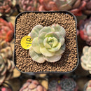 Echeveria 'Nicksana' Variegated 1"-2" Succulent Plant Cutting