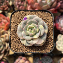 Echeveria 'Nicksana' Variegated 1"-2" Succulent Plant Cutting