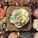 Echeveria 'Nicksana' Variegated 1"-2" Succulent Plant Cutting