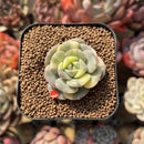 Echeveria 'Nicksana' Variegated 1"-2" Succulent Plant Cutting