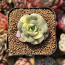 Echeveria 'Nicksana' Variegated 1"-2" Succulent Plant Cutting