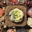 Echeveria 'Nicksana' Variegated 1"-2" Succulent Plant Cutting