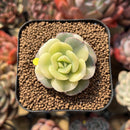 Echeveria 'Nicksana' Variegated 1"-2" Succulent Plant Cutting