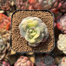 Echeveria 'Nicksana' Variegated 1"-2" Succulent Plant Cutting