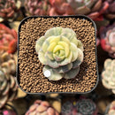 Echeveria 'Nicksana' Variegated 1"-2" Succulent Plant Cutting