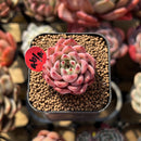 Echeveria 'Chrome Heart' 1" Succulent Plant Cutting