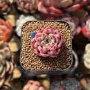 Echeveria 'Chrome Heart' 1" Succulent Plant Cutting