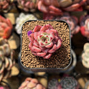 Echeveria 'Chrome Heart' 1" Succulent Plant Cutting