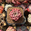 Echeveria 'Chrome Heart' 1" Succulent Plant Cutting