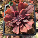 Echeveria 'Hanaikada' Variegated 3" Succulent Plant