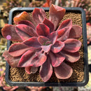 Echeveria 'Hanaikada' Variegated 3" Succulent Plant