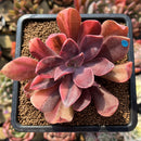 Echeveria 'Hanaikada' Variegated 3" Succulent Plant
