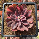 Echeveria 'Hanaikada' Variegated 3" Succulent Plant