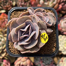 Echeveria 'Butterfly' 2" Cluster Succulent Plant Cutting