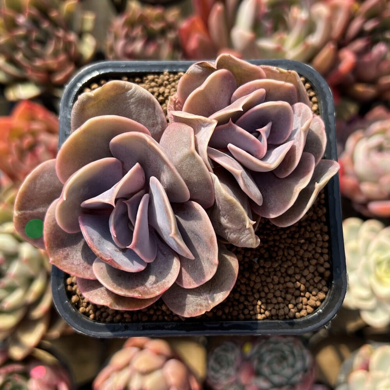 succulent butterfly Echeveria 'Butterfly' 2" Cluster Succulent Plant Cutting