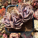 Echeveria 'Butterfly' 2" Cluster Succulent Plant Cutting