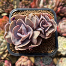 Echeveria 'Butterfly' 2" Cluster Succulent Plant Cutting