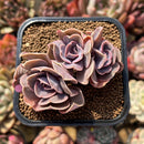 Echeveria 'Butterfly' 2" Cluster Succulent Plant Cutting