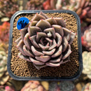 Echeveria 'Beauty Lily' 2" Air Magic Hybrid Succulent Plant Cutting