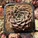 Echeveria 'Beauty Lily' 2" Air Magic Hybrid Succulent Plant Cutting