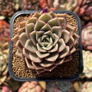 Echeveria 'Beauty Lily' 2" Air Magic Hybrid Succulent Plant Cutting