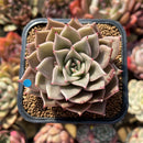 Echeveria 'Beauty Lily' 2" Air Magic Hybrid Succulent Plant Cutting