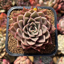 Echeveria 'Beauty Lily' 2" Air Magic Hybrid Succulent Plant Cutting