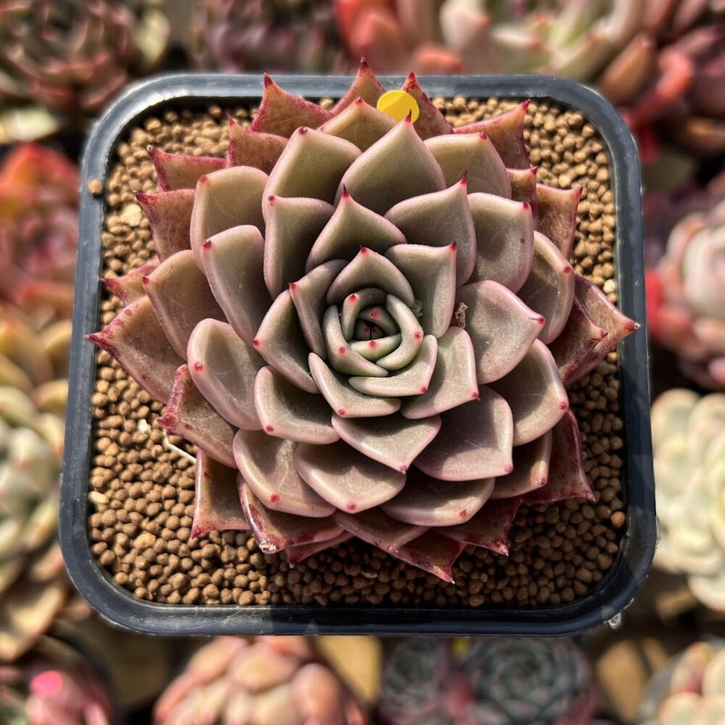 succulent lily Echeveria 'Beauty Lily' 2" Air Magic Hybrid Succulent Plant Cutting