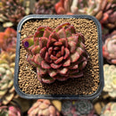 Echeveria 'Rosa Pink' 1"-2" Succulent Plant Cutting