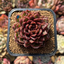 Echeveria 'Rosa Pink' 1"-2" Succulent Plant Cutting