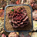 Echeveria 'Rosa Pink' 1"-2" Succulent Plant Cutting