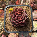 Echeveria 'Rosa Pink' 1"-2" Succulent Plant Cutting