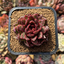 Echeveria 'Rosa Pink' 1"-2" Succulent Plant Cutting