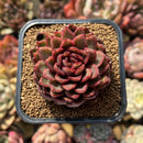 Echeveria 'Rosa Pink' 1"-2" Succulent Plant Cutting