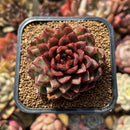Echeveria 'Rosa Pink' 1"-2" Succulent Plant Cutting