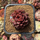 Echeveria 'Rosa Pink' 1"-2" Succulent Plant Cutting