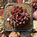 Echeveria 'Rosa Pink' 1"-2" Succulent Plant Cutting