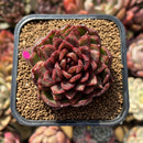 Echeveria 'Rosa Pink' 1"-2" Succulent Plant Cutting