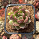 Echeveria 'Bong Bong' 2" Succulent Plant Cutting