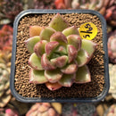 Echeveria 'Bong Bong' 2" Succulent Plant Cutting