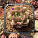 Echeveria 'Bong Bong' 2" Succulent Plant Cutting