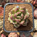 Echeveria 'Bong Bong' 2" Succulent Plant Cutting