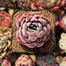 Echeveria 'Ice Lady' 2" Succulent Plant Cutting