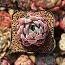 Echeveria 'Ice Lady' 2" Succulent Plant Cutting