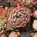 Echeveria 'Ice Lady' 2" Succulent Plant Cutting