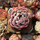 Echeveria 'Ice Lady' 2" Succulent Plant Cutting