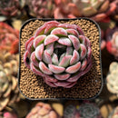 Echeveria 'Ice Lady' 2" Succulent Plant Cutting