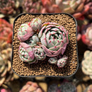 Echeveria 'La La' Cluster 2" Succulent Plant Cutting