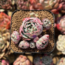 Echeveria 'La La' Cluster 2" Succulent Plant Cutting